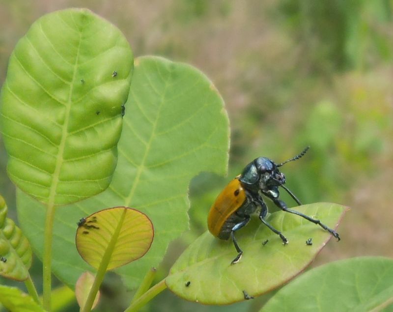 Labidostomis humeralis, Chrysomelidae